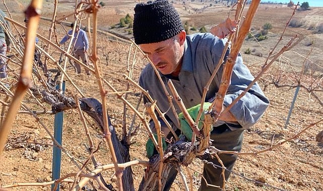 Karaman'da ekşikaralar tazeleniyor
