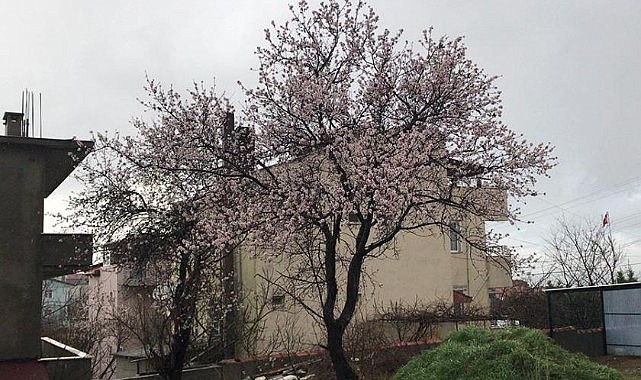 Yalancı bahar çiftçileri endişelendiriyor