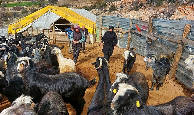 100 keçiyi 3&#039;e katladı