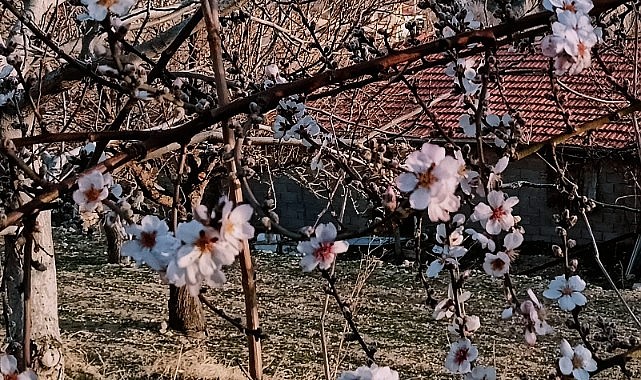 Karaman&#039;da ağaçlar çiçek açtı