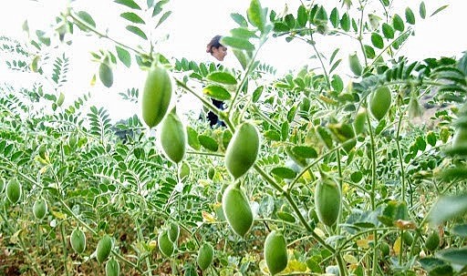 Karaman nohutta zirveye çıkıyor