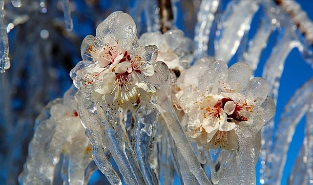Meteoroloji uyardı! Zirai don tehlikesine dikkat..