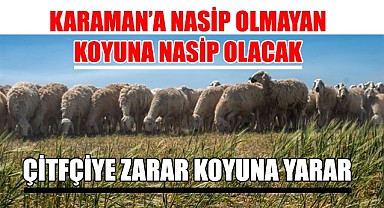 Karaman’a nasip olmayan koyuna nasip olacak