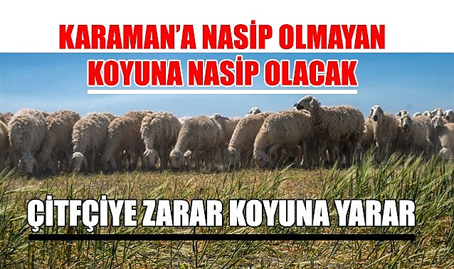 Karaman’a nasip olmayan koyuna nasip olacak