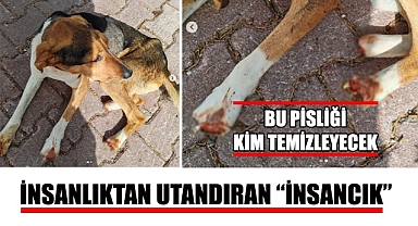 İnsanı insanlığından utandıran İNSANCIK…