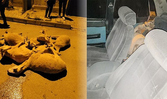 Karaman&#039;da koyun hırsızları yakalandı