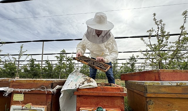 Kiralık arılar kaliteyi artırıyor
