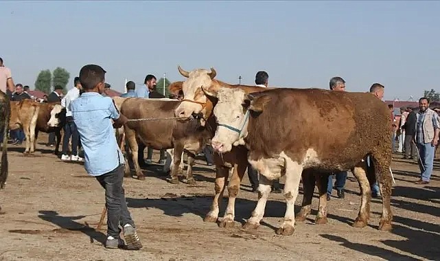 Kurbanlık fiyatları el yakıyor!