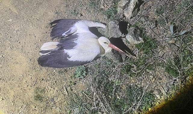 Yaralı bulunan leylek koruma altına alındı