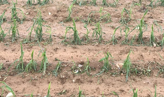 Dolu biçti geçti…