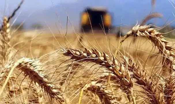 Karaman&#039;da üreticinin buğdaydaki fiyat beklentisi ne kadar