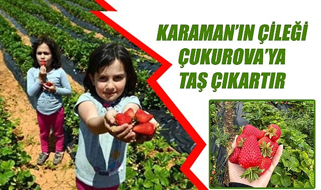 Karaman'ın çileği Çukurova'ya taş çıkartır