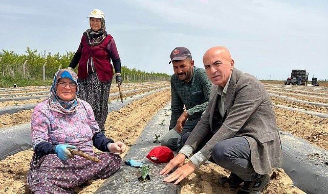 Paşa karpuzu ekimleri devam ediyor
