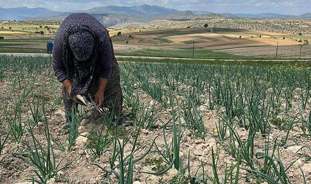 Soğanlar çapayla buluştu