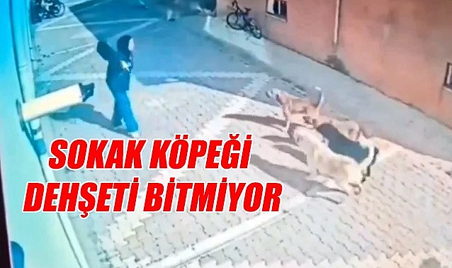 Sokak köpeği dehşeti bitmiyor