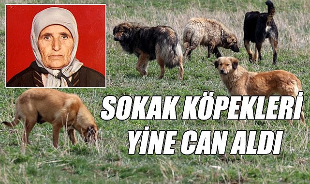 Sokak köpekleri yine can aldı
