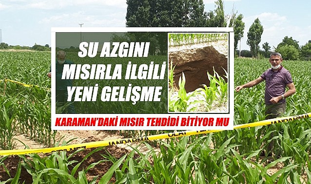Su azgını mısırla ilgili yeni gelişme… Karaman&#039;daki mısır tehdidi bitiyor mu?