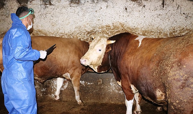 Alım gücü düştü, kurban kesimi azalacak