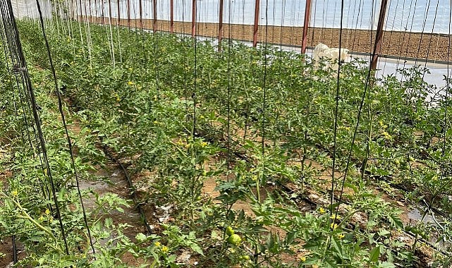 Domates güvesine dikkat!