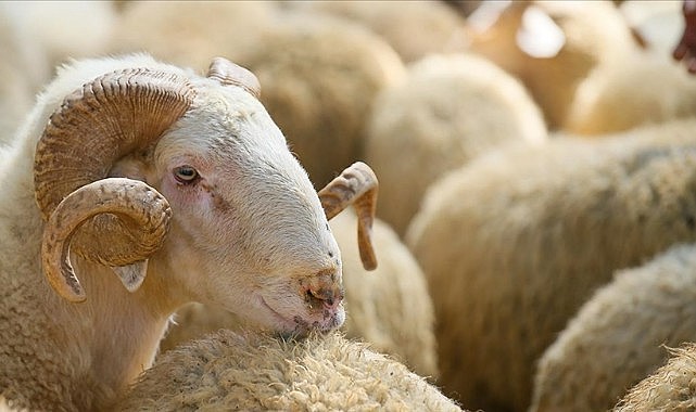 Kurban satış ve kesim yerleri belirlendi