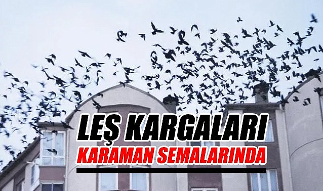 Leş kargaları Karaman semalarında
