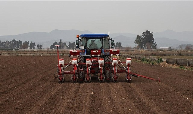 Mısır ekimi arttıkça tehlike büyüyor