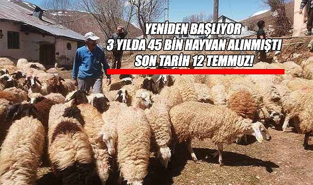 Yeniden başlıyor - 3 yılda 45 bin hayvan alınmıştı – Son tarih 12 Temmuz!