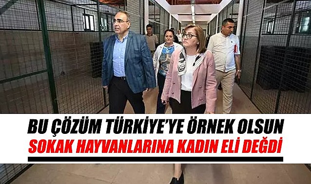 Bu çözüm Türkiye’ye örnek olsun – Sokak hayvanlarına kadın eli değdi