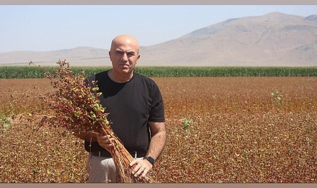 &quot;Kara altın&quot; Karaman&#039;da çiftçinin yeni gözdesi olacak
