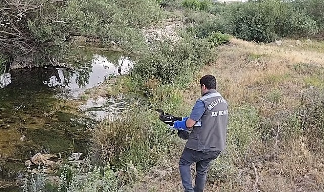 Karaman&#039;da yaralı karabatak kuşu tedavi edildi