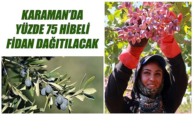 Karaman&#039;da yüzde 75 hibe destekli fidan dağıtılacak