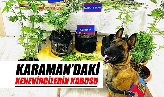 Karaman’daki kenevircilerin kabusu oldu
