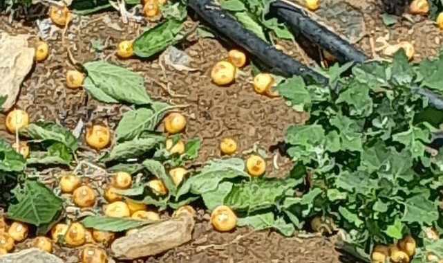 Karaman&#039;daki o köye dolu vurdu