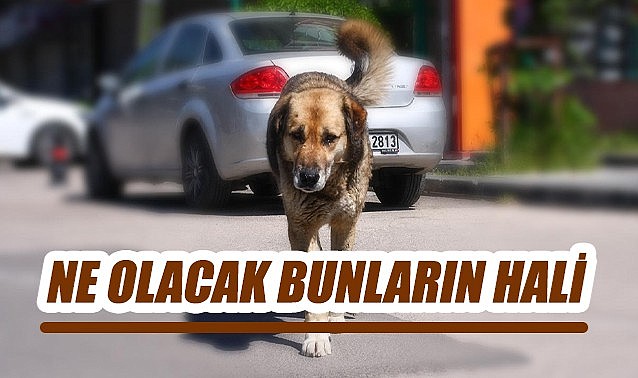 Ne olacak bunların hali