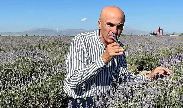 Şimdi Lavanta Zamanı!