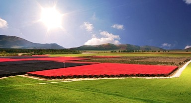 Elmanın kalbi Akçaşehir’de atacak