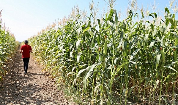 Son sulama zamanına dikkat!