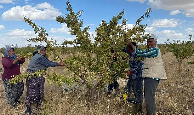 75 yaşında üretmeye devam ediyor