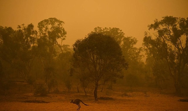 Dünya alarm veriyor: 3 binden fazla tür yok olma riskiyle karşı karşıya