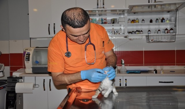 Eskişehir&#039;de &quot;tavuk gibi&quot; ses çıkaran kedi tedavisinin ardından sahiplendirilecek