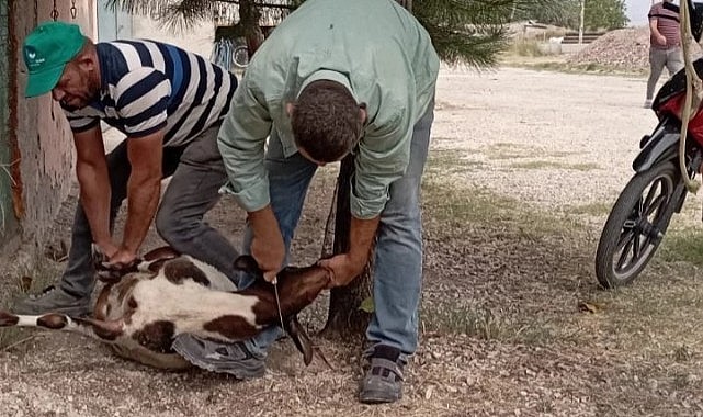 Karaman&#039;da sulama bitti