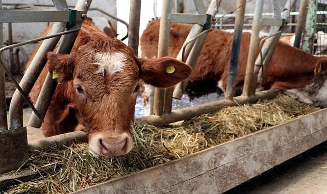 Karaman&#039;daki hayvan ıslahına büyük destek