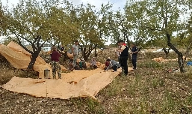 Karaman&#039;ın o meşhur ürünü hasat ediliyor