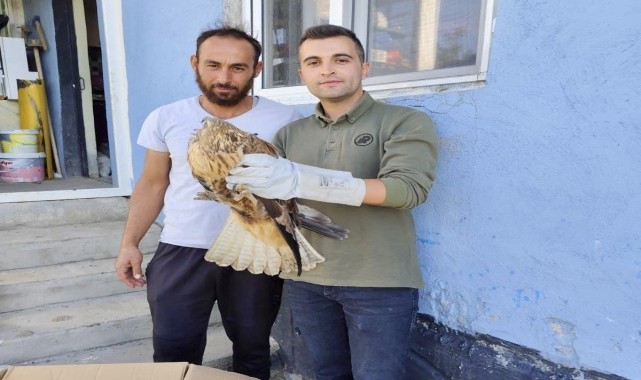 Kırşehir'de yaralı kızıl şahin ve leylek tedaviye alındı