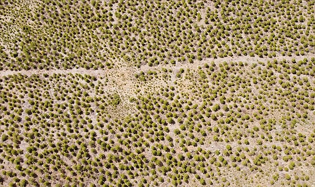 Rehabilite edilen maden sahalarına 20,5 milyon fidan dikildi