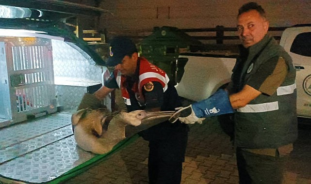 Yaralı halde bulunan pelikan koruma altına alındı