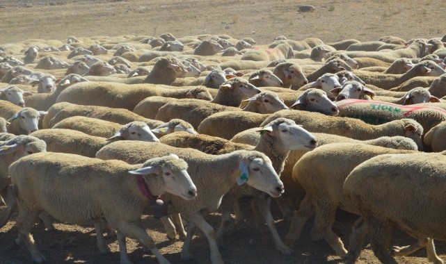 Anadolu Tarım İşletmesinde gelecek yıl yaklaşık 2 bin 500 kuzu doğumu bekleniyor