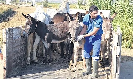 At ve eşek karaborsaya düştü