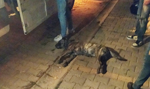 Karaman 2. TOKİ&#039;de zehirlenmiş köpek bulundu