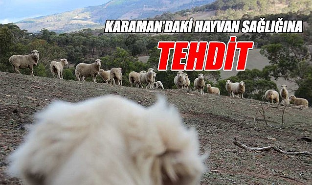 Karaman&#039;da hayvan sağlığına tehdit